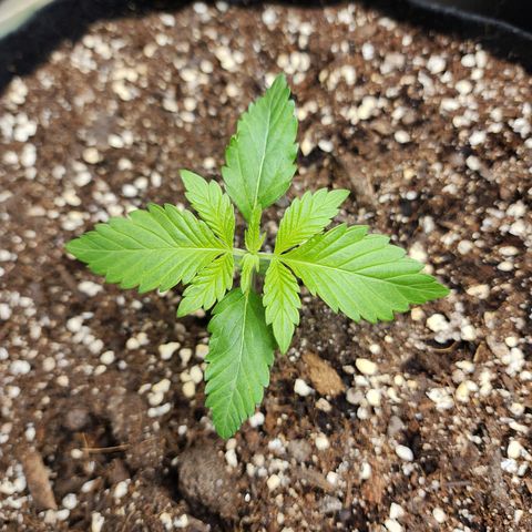 the Esoteric (Magus) growlog timeline photo