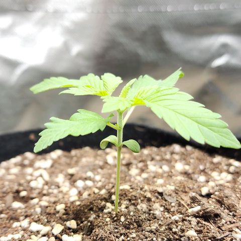 the Esoteric (Magus) growlog timeline photo