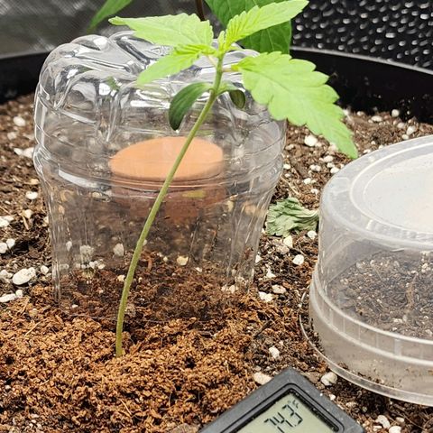 the Bloodrager growlog timeline photo