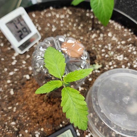 the Bloodrager growlog timeline photo