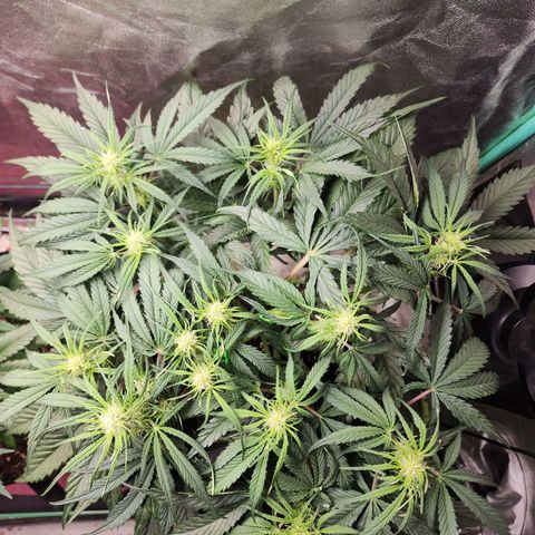 the Phalanx (Fighter) growlog timeline photo