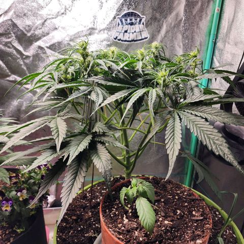 the Phalanx (Fighter) growlog timeline photo