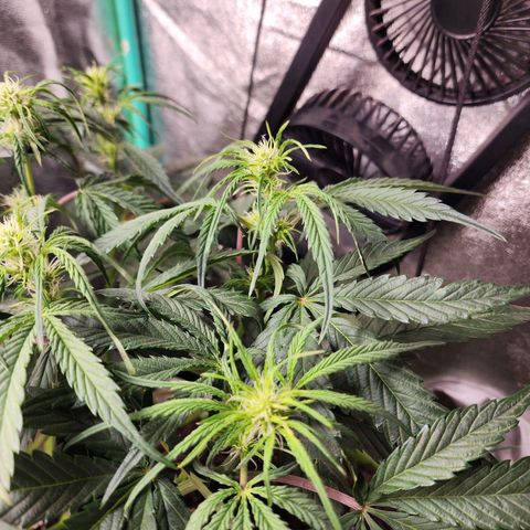 the Phalanx (Fighter) growlog timeline photo