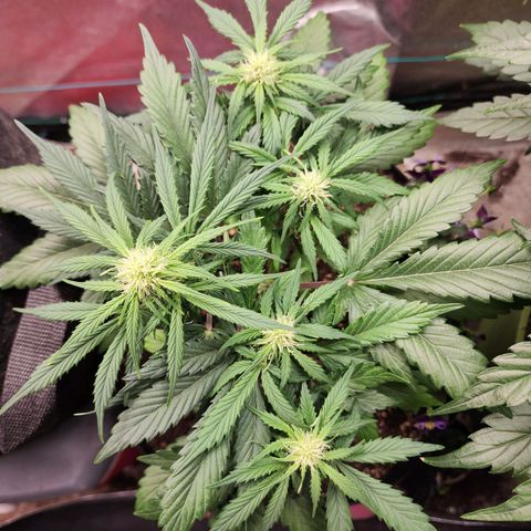the Oracle (Livia Prime) growlog timeline photo