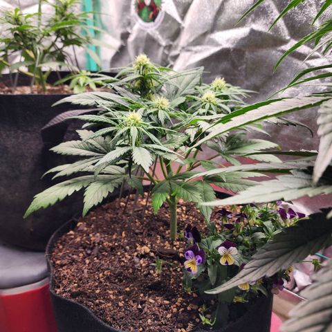 the Oracle (Livia Prime) growlog timeline photo