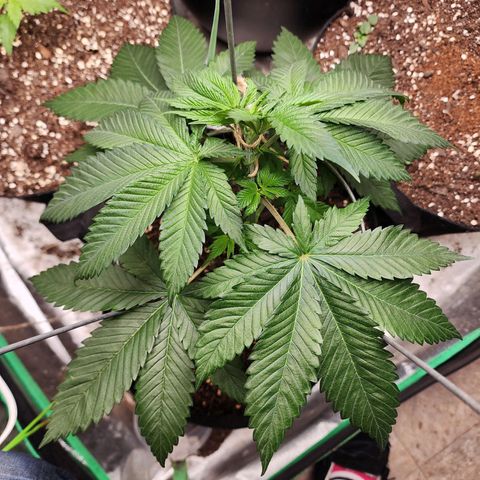 the Kineticist growlog timeline photo