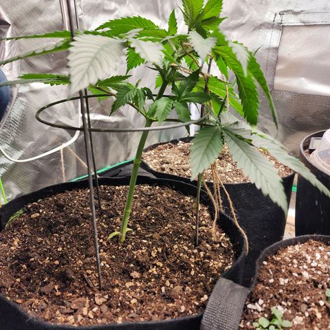 the Kineticist growlog timeline photo