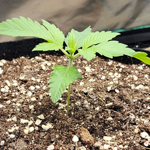 the Esoteric (Magus) growlog timeline photo