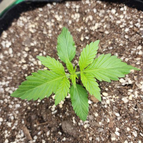 the Esoteric (Magus) growlog timeline photo