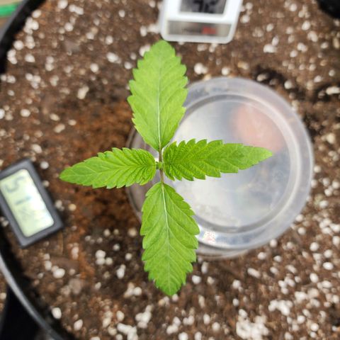 the Bloodrager growlog timeline photo