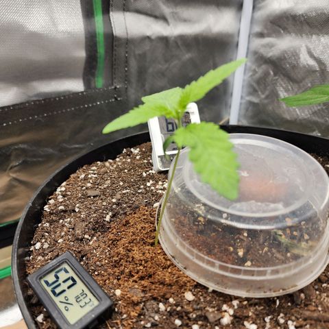 the Bloodrager growlog timeline photo