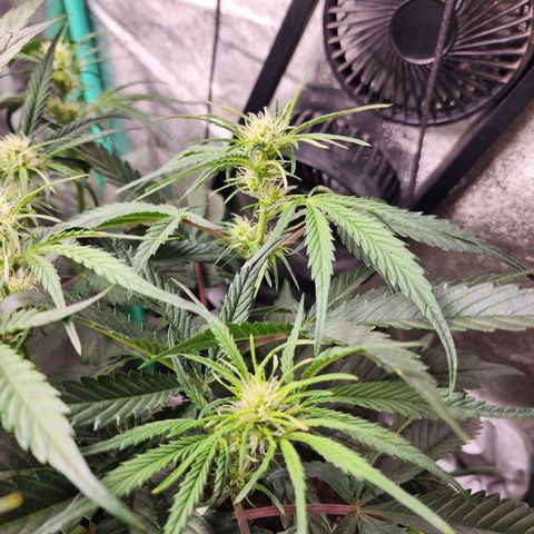 the Phalanx (Fighter) growlog timeline photo