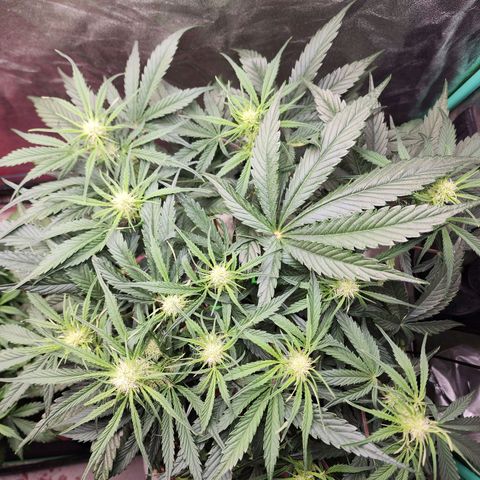 the Phalanx (Fighter) growlog timeline photo