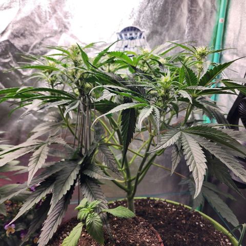 the Phalanx (Fighter) growlog timeline photo