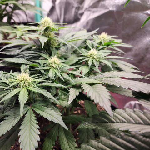 the Oracle (Livia Prime) growlog timeline photo