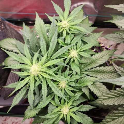 the Oracle (Livia Prime) growlog timeline photo