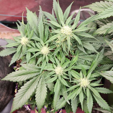 the Oracle (Livia Prime) growlog timeline photo