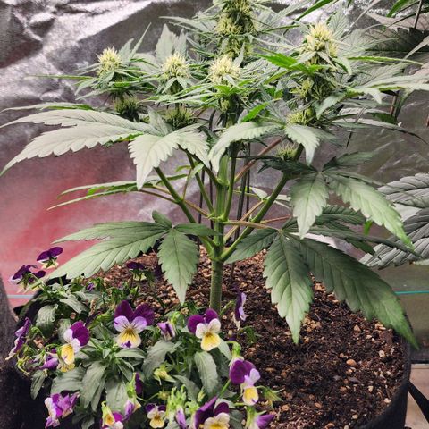 the Oracle (Livia Prime) growlog timeline photo