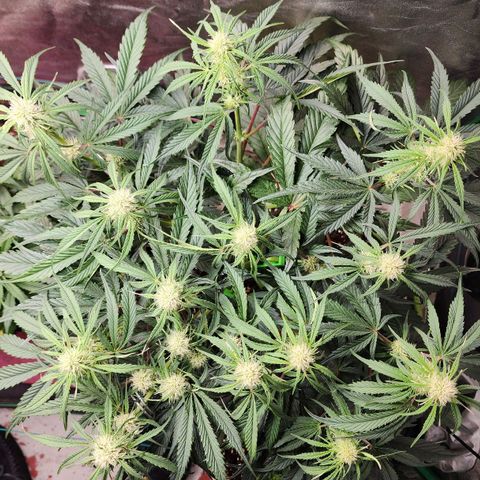 the Phalanx (Fighter) growlog timeline photo