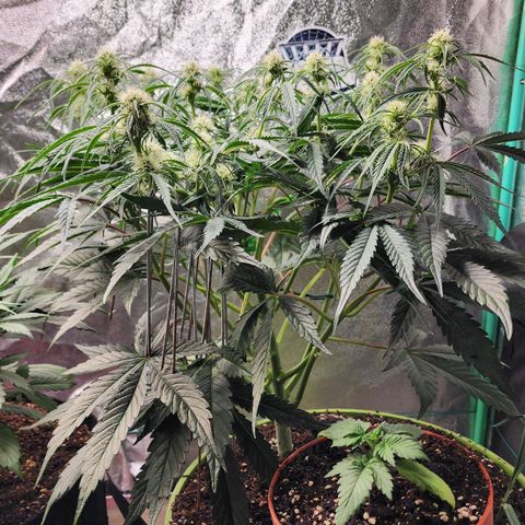 the Phalanx (Fighter) growlog timeline photo