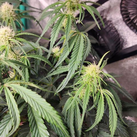 the Phalanx (Fighter) growlog timeline photo