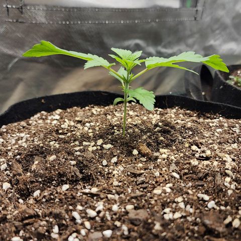 the Esoteric (Magus) growlog timeline photo