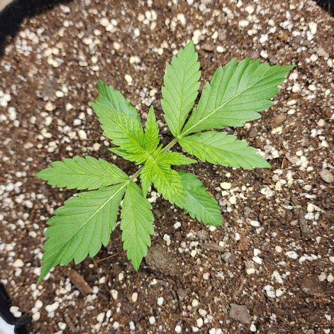 the Esoteric (Magus) growlog timeline photo