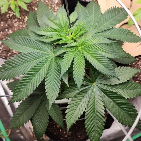 the Kineticist growlog photo: She looks continually wonderful. Doing just fantastic.