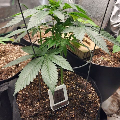 the Kineticist growlog photo: She looks continually wonderful. Doing just fantastic.