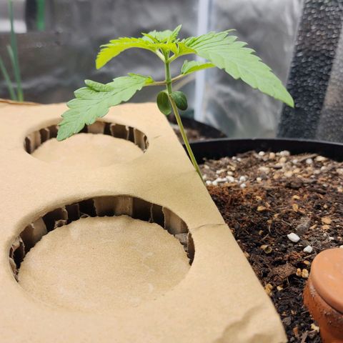 the Bloodrager growlog timeline photo