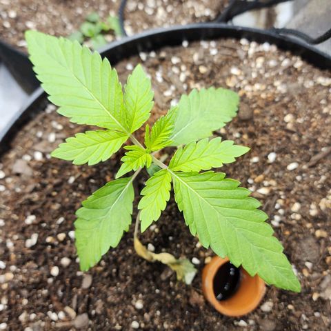 the Bloodrager growlog timeline photo