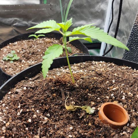 the Bloodrager growlog timeline photo