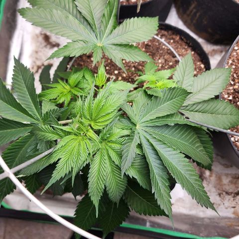 the Kineticist growlog timeline photo