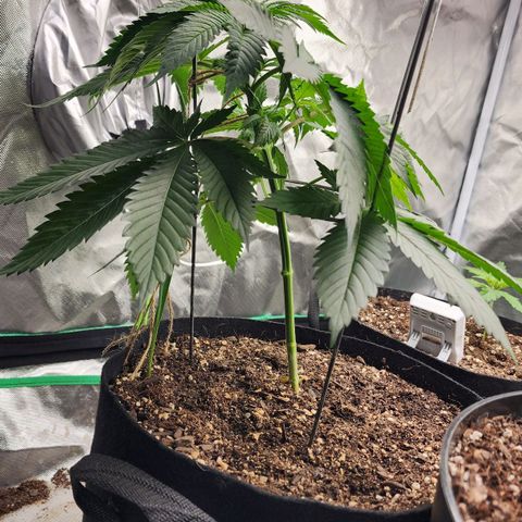 the Kineticist growlog timeline photo