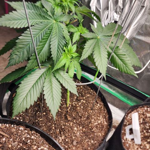 the Kineticist growlog timeline photo