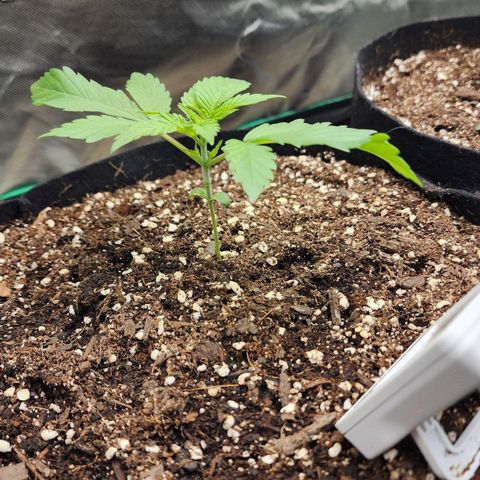 the Esoteric (Magus) growlog timeline photo