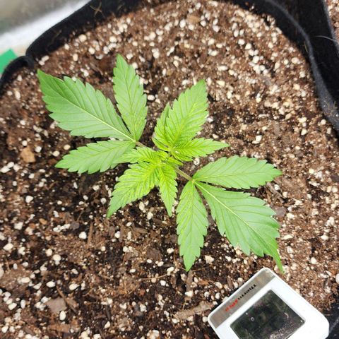 the Esoteric (Magus) growlog timeline photo