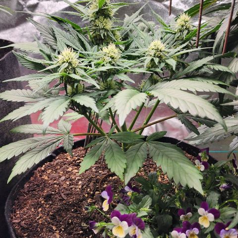 the Oracle (Livia Prime) growlog timeline photo