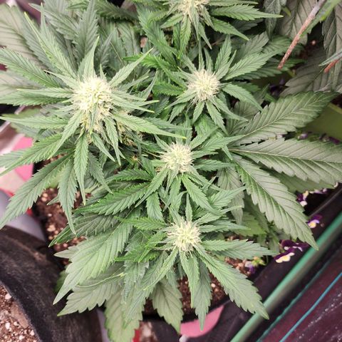the Oracle (Livia Prime) growlog timeline photo