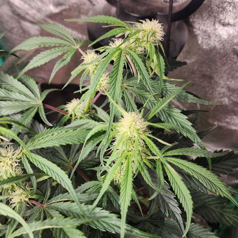 the Phalanx (Fighter) growlog timeline photo