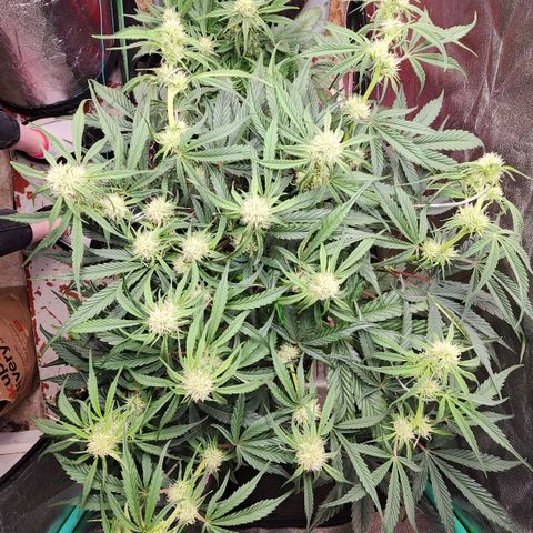 the Phalanx (Fighter) growlog timeline photo