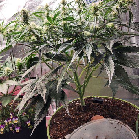 the Phalanx (Fighter) growlog timeline photo