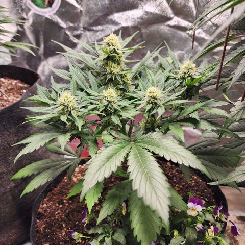 the Oracle (Livia Prime) growlog timeline photo