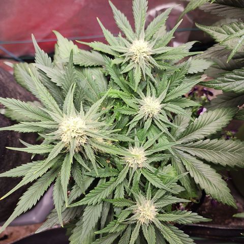 the Oracle (Livia Prime) growlog timeline photo