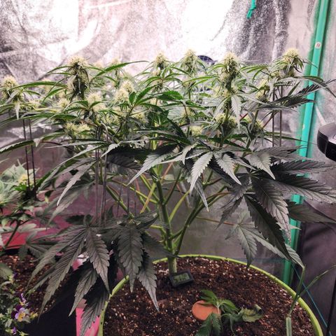 the Phalanx (Fighter) growlog timeline photo