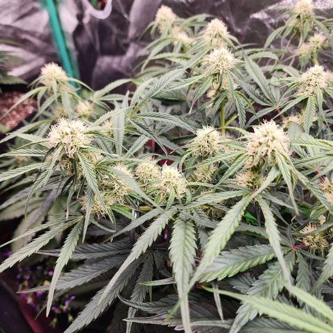 the Phalanx (Fighter) growlog timeline photo