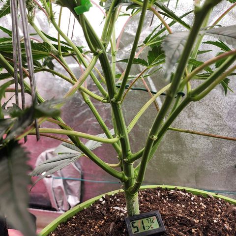the Phalanx (Fighter) growlog timeline photo