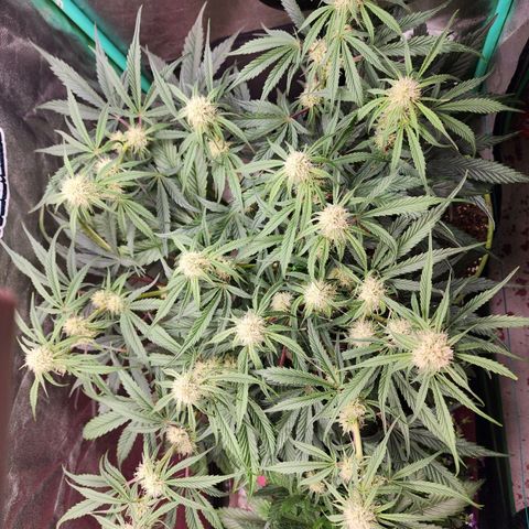 the Phalanx (Fighter) growlog timeline photo