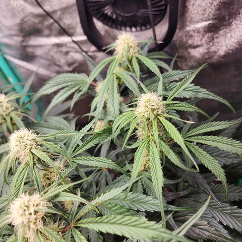 the Phalanx (Fighter) growlog timeline photo