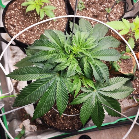 the Kineticist growlog timeline photo